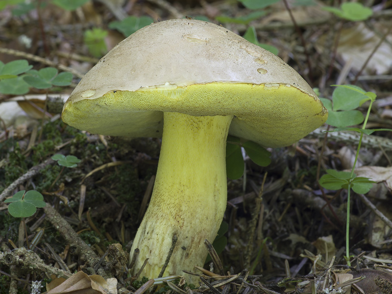 Boletus subappendiculatus